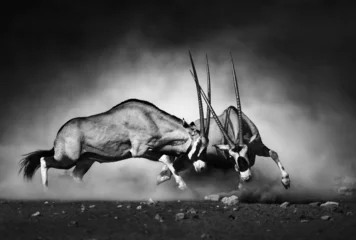 Wall murals Picture of the day Gemsbok fight