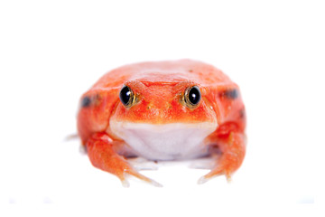 Madagascar tomato Frog isolated on white