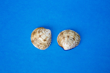 two shell on the blue background