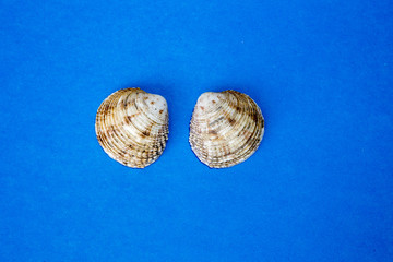 two shell on the blue background