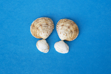 two shell on the blue background