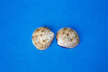 two shell on the blue background