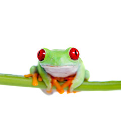 Beautiful red eyed tree frog on white background