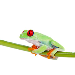 Beautiful red eyed tree frog on white background