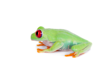 Beautiful red eyed tree frog on white background