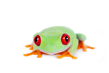 Fototapeta premium Beautiful red eyed tree frog on white background