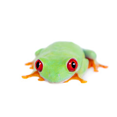 Beautiful red eyed tree frog on white background