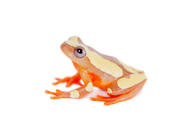 Shreve's Sarayacu treefrog isolated on white © Farinoza