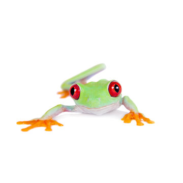 Beautiful red eyed tree frog on white background