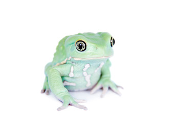 Waxy Monkey Leaf Frog on white background