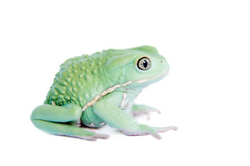 Waxy Monkey Leaf Frog on white background