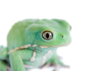Waxy Monkey Leaf Frog on white background