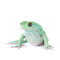 Waxy Monkey Leaf Frog on white background