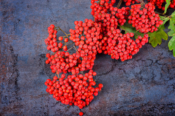 Bunch of red rowan berries