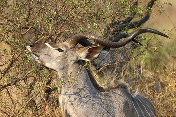 Greater Kudu