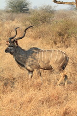 Greater Kudu