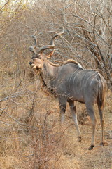 Obraz na płótnie Canvas Greater Kudu