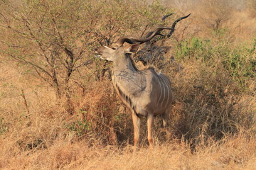 Greater Kudu