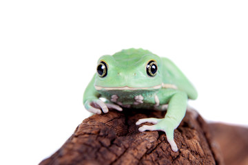 Waxy Monkey Leaf Frog on white background