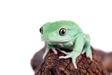 Waxy Monkey Leaf Frog on white background