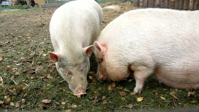 Young pink piglet and old brown pigs are grazing fresh feed