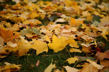 Autumn - yellow leaves of maple tree