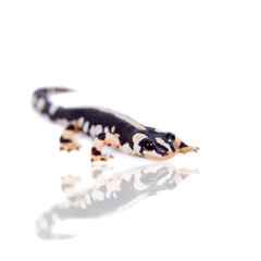 Kaiser's spotted newt isolated on white