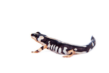 Kaiser's spotted newt isolated on white