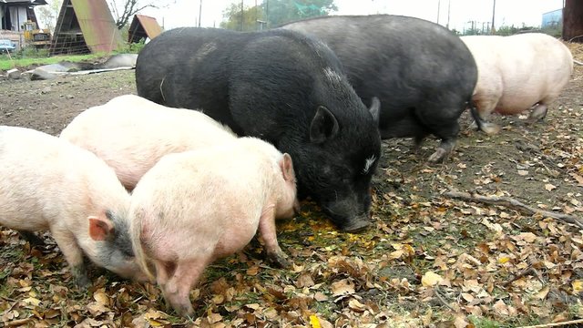 Young pink piglet and old brown pigs are grazing fresh pumpinks