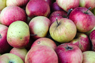 Äpfel im Herbst