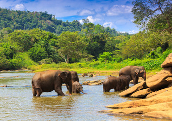Obraz na płótnie Canvas Elephants in river