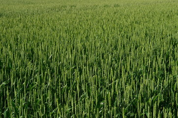 Getreidefeld - Detail