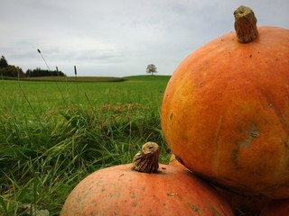 orange Kürbisse in grüner Landschaft