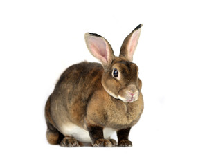 rabbit isolated on a white background