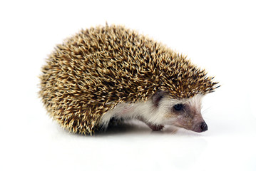 Hedgehog isolate on white background