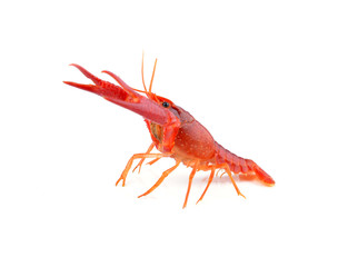 Shrimps Crayfish