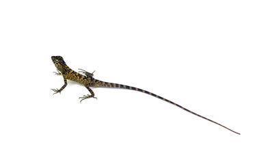 lacerta