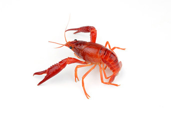 Shrimps Crayfish