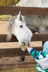 Child feeding a hungry horse