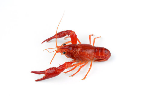 Shrimps Crayfish