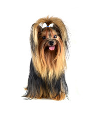 yorkshire terrier isolated on white