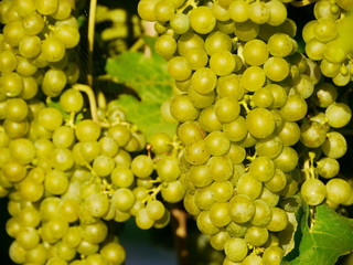 wine grape outdoors
