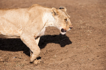 lion