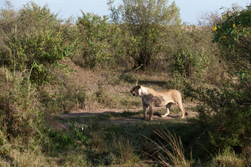 lion