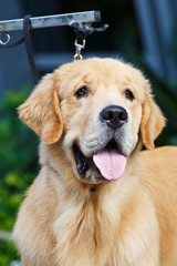 Adult yellow golden retriever stick its tongue out