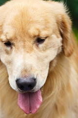 Adult yellow golden retriever stick its tongue out