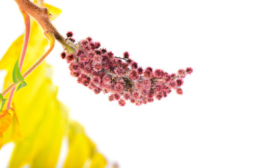 Rhus typhina flower with yellow leaves