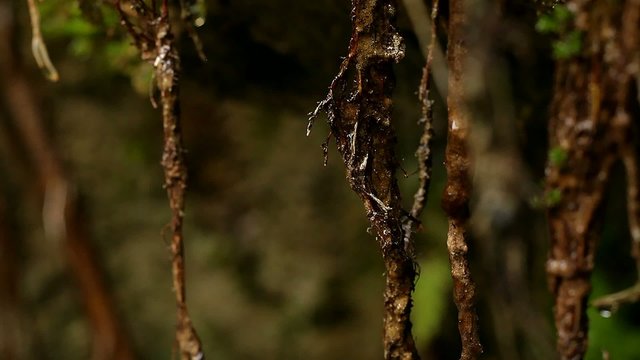 Ein Gedi Nature Reserve. israel. The Dead Sea
