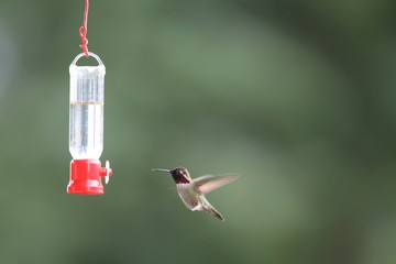 Fototapeta premium Anna's Hummingbird (Calypte anna ) in Vancouver,Canada 