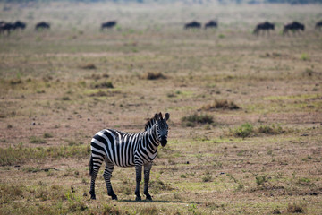 zebra